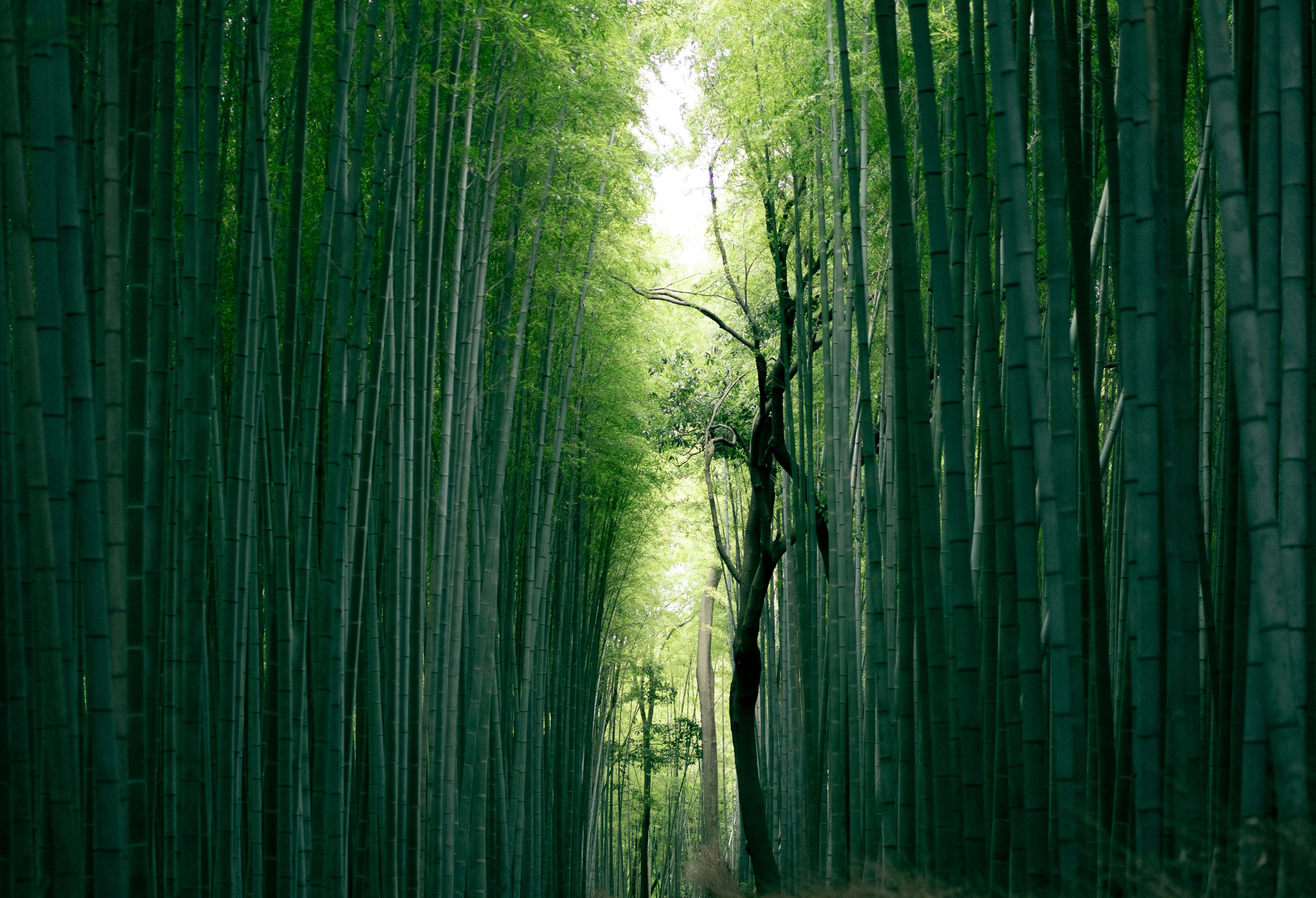 A path through a bamboo corridor leading toward soft light, suggesting clarity ahead