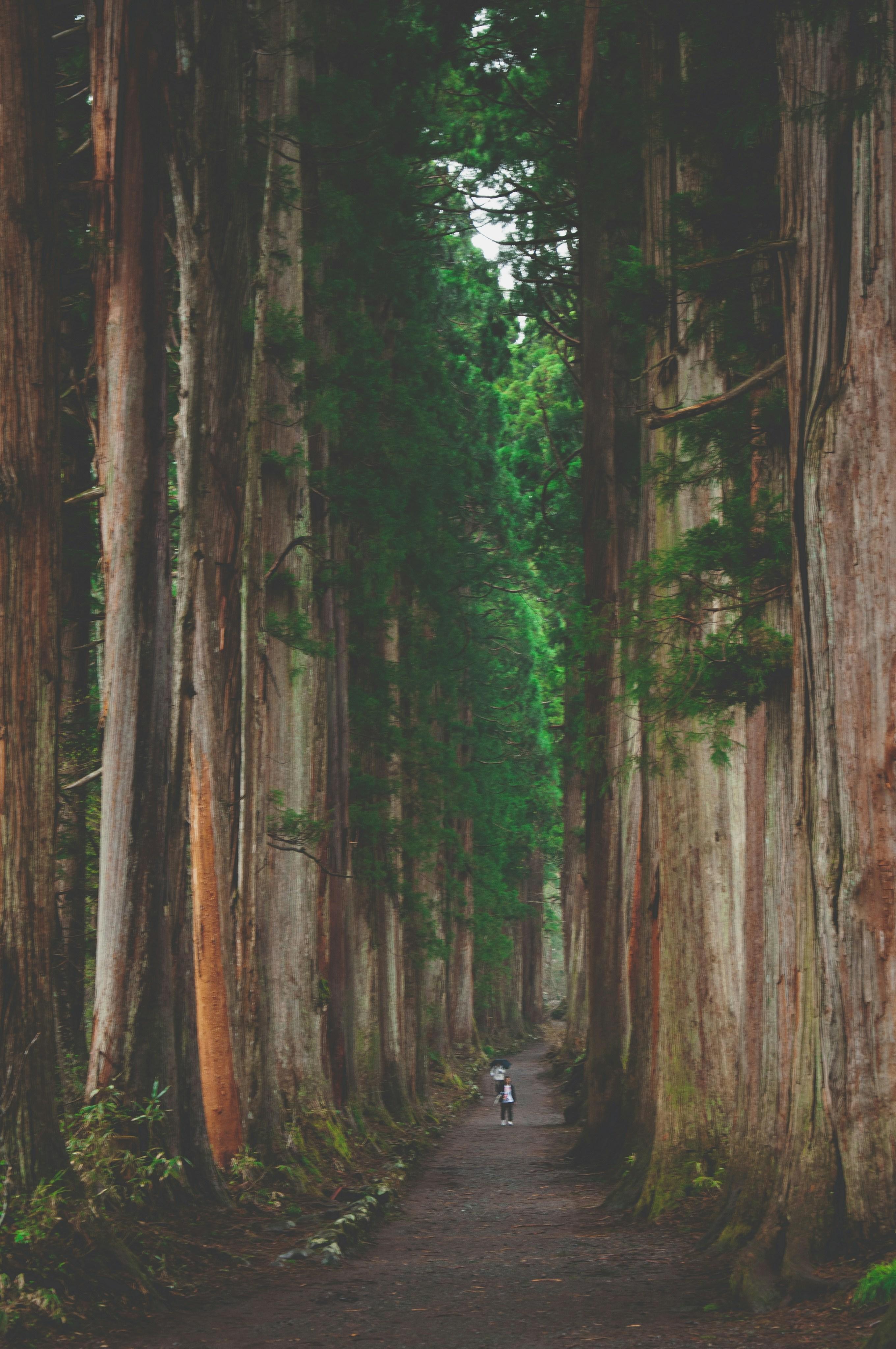 A lone figure walking down a path between towering ancient cedar trees, moving forward with clarity