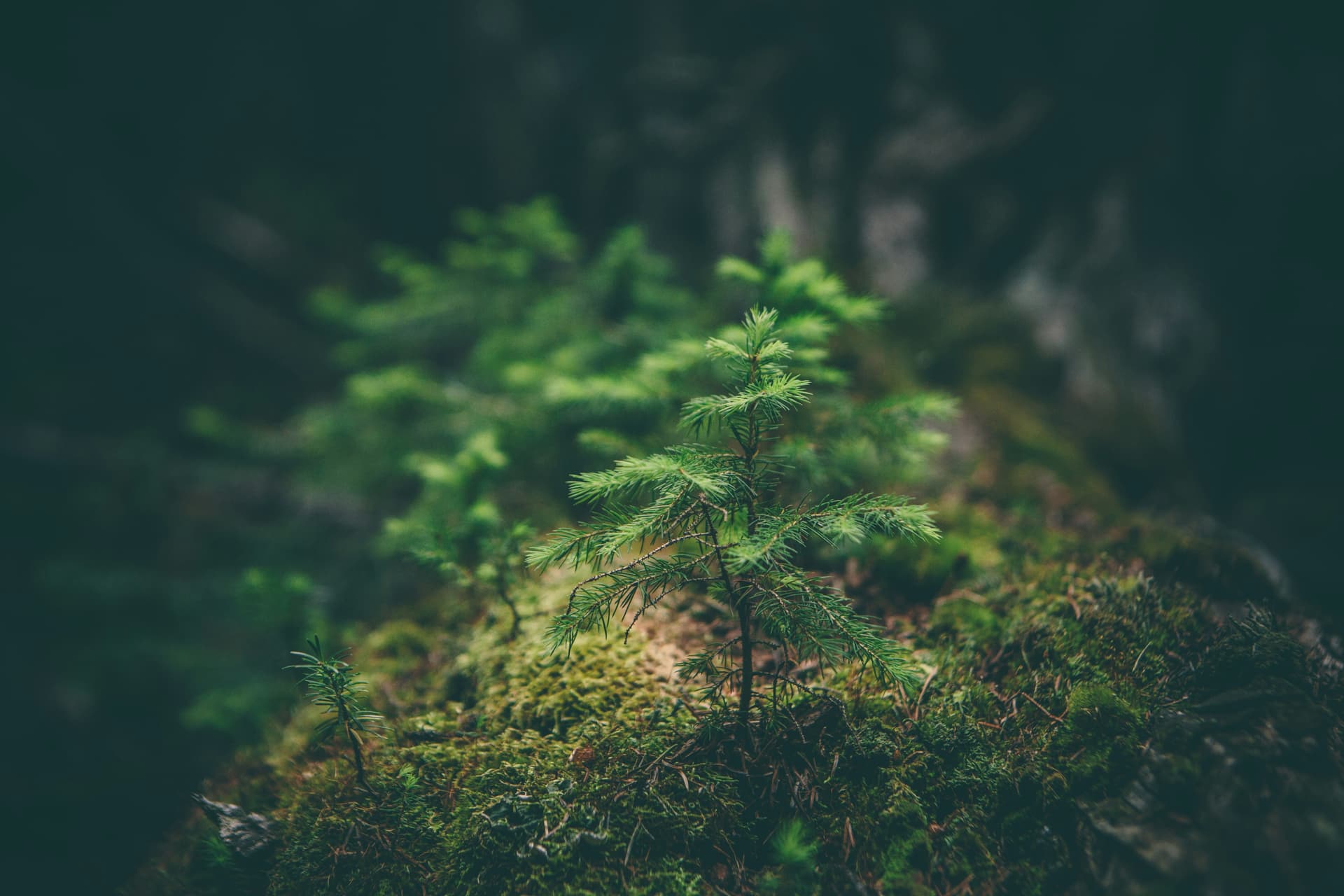 A young sapling growing from a mossy forest floor, resilient new growth in a complex environment